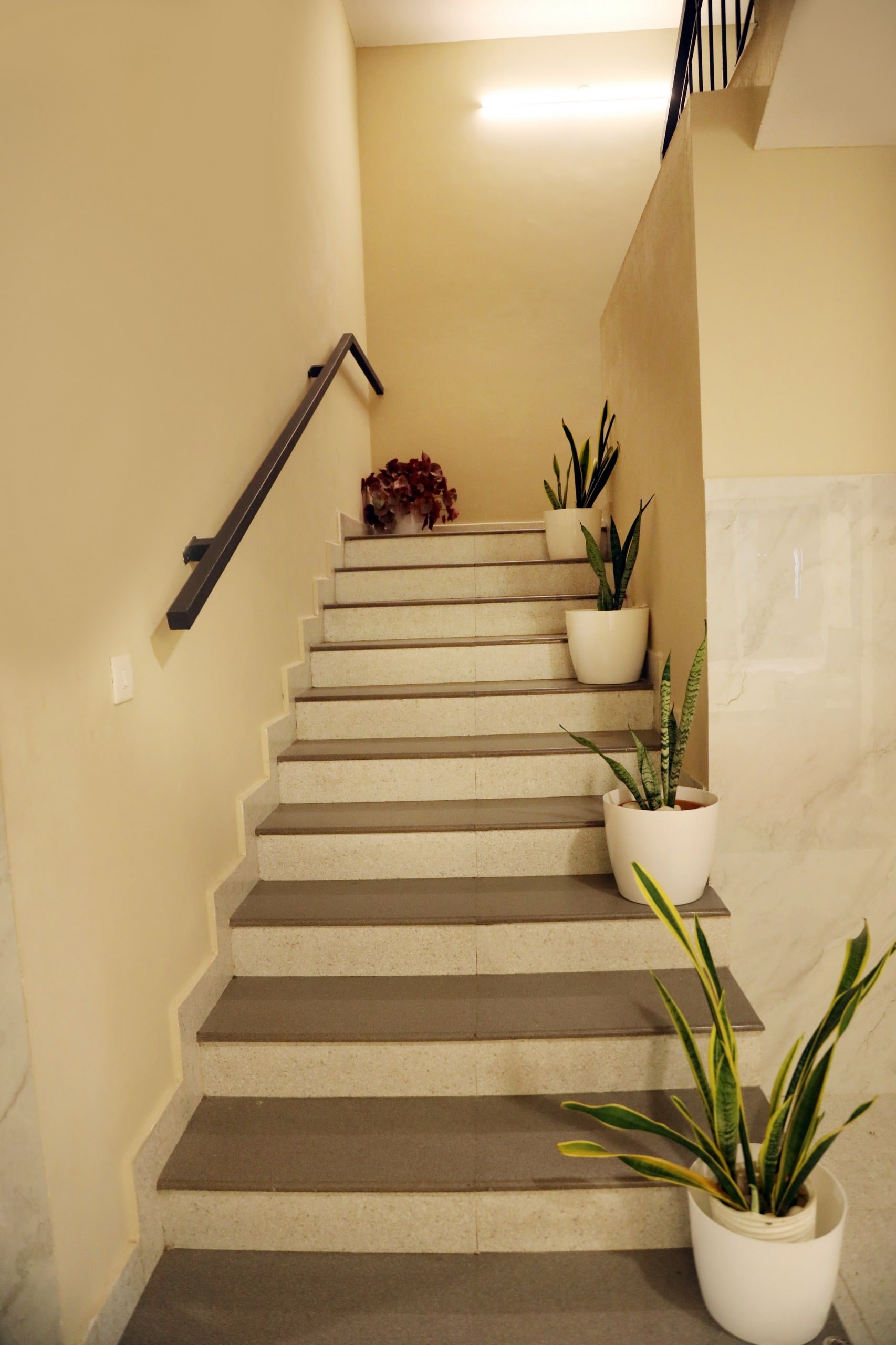 Staircase with potted sansevieria plants